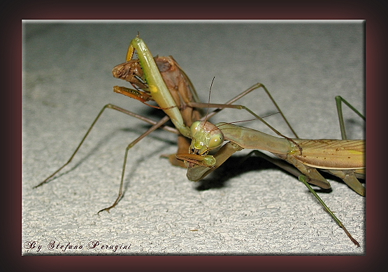 Amplesso Carissimo 2